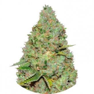 Купить семена конопли Critical Auto Fem. Купить семена конопли Critical Auto Fem.