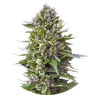 Купить семена конопли Northern Lights Auto Fem. Купить семена конопли Northern Lights Auto Fem.