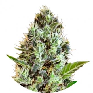 Купить семена конопли Somango Auto Fem.