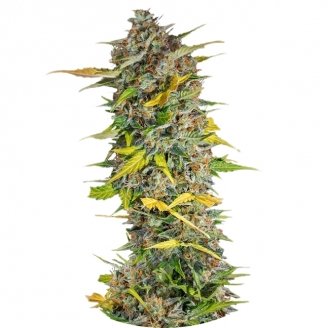 Купить семена конопли Cream Mandarine Auto Fem.