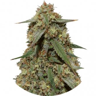 Купить семена конопли Girl Scout Cookies Fem. Купить семена конопли Girl Scout Cookies Fem.