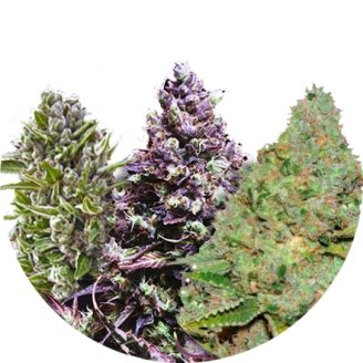 Купить семена конопли Indica Mix #1 Auto Fem. Купить семена конопли Indica Mix #1 Auto Fem.