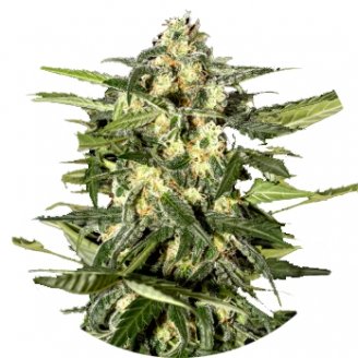 Купить семена конопли Jack Herer Auto Fem. Купить семена конопли Jack Herer Auto Fem.