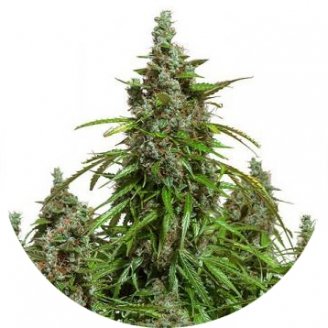Купить семена конопли Mazar Auto Fem. Купить семена конопли Mazar Auto Fem.