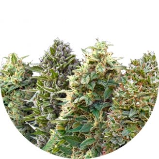 Купить семена конопли Mix Auto Fem. Купить семена конопли Mix Auto Fem.