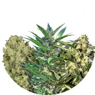 Купить семена конопли Sativa Mix #1 Auto Fem. Купить семена конопли Sativa Mix #1 Auto Fem.