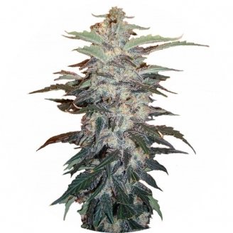 Купить семена конопли Zkittlez Auto Fem. Купить семена конопли Zkittlez Auto Fem.